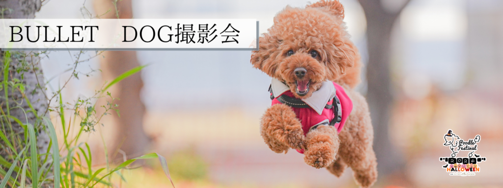 BULLET DOG撮影会