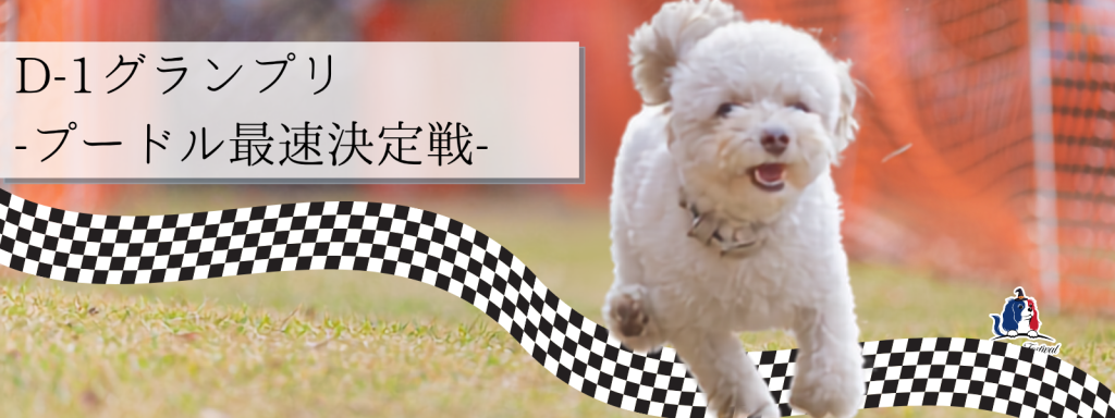 D-1グランプリ -プードル最速決定戦-