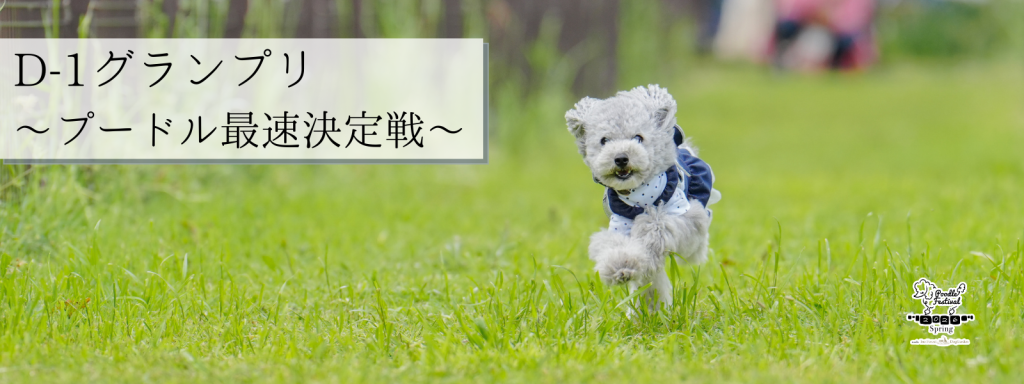 D-1グランプリ -プードル最速決定戦-