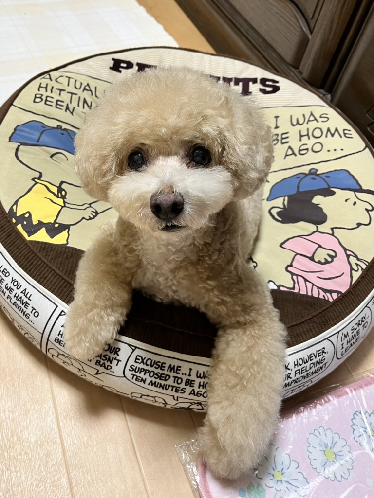 レオンくん
