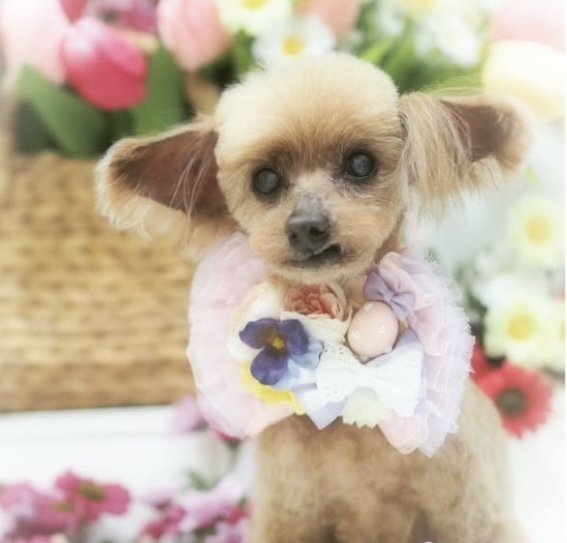 アンちゃん
