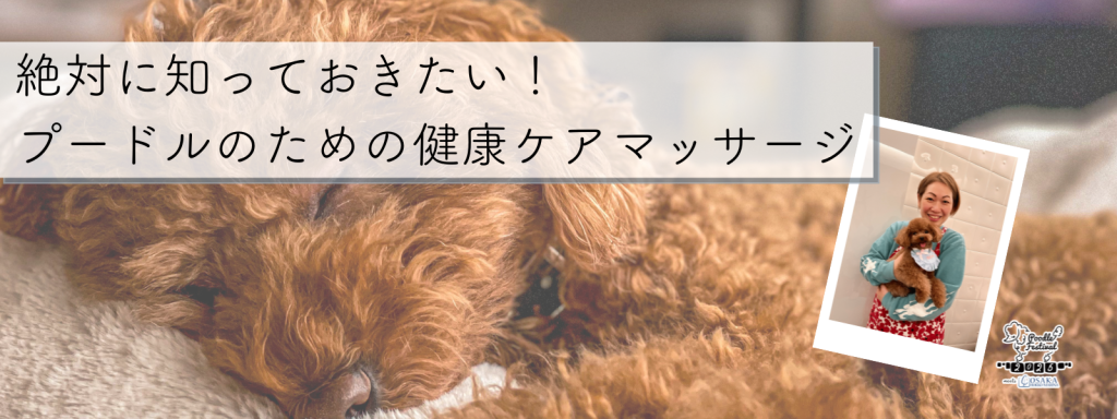絶対に知っておきたい！プードルのための健康ケアマッサージ