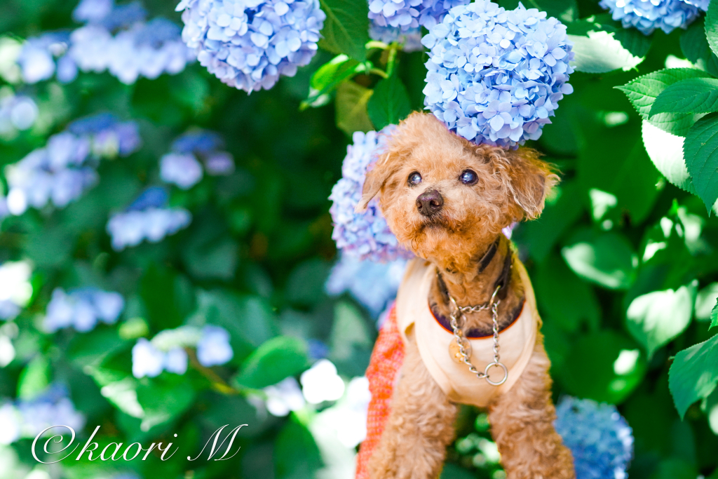 じゅーじゅくん