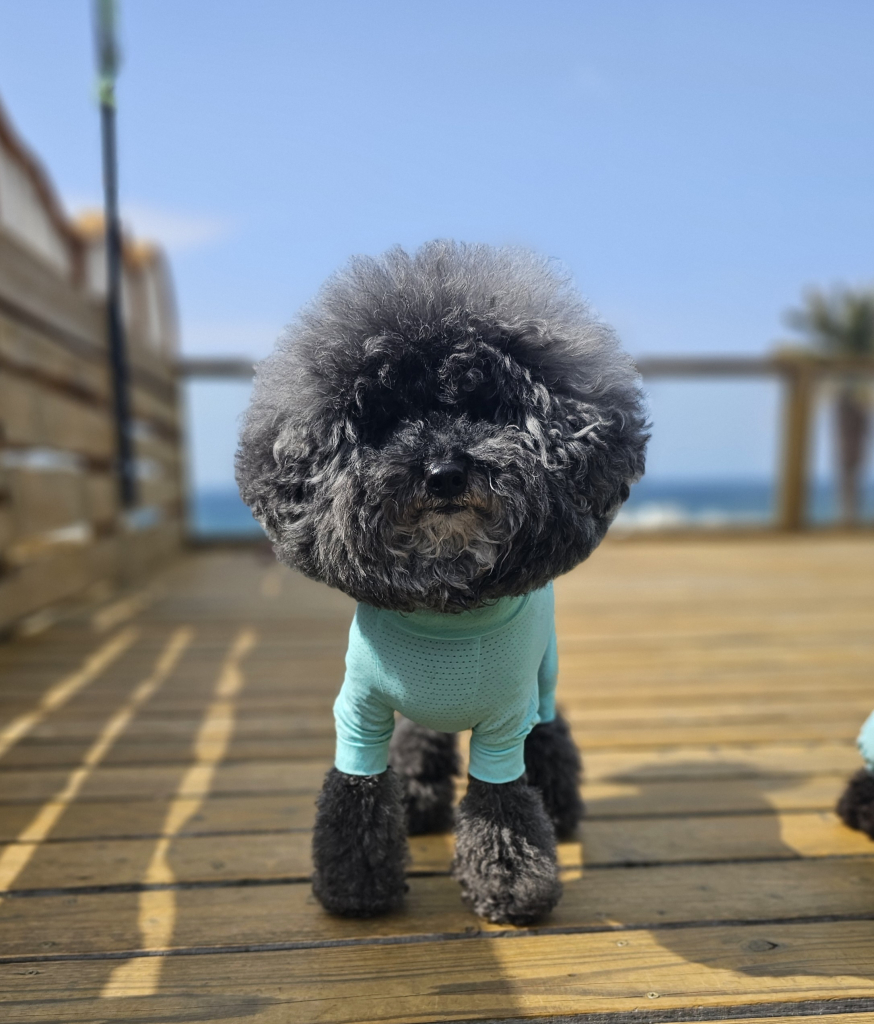 琥鉄(こてつ)くん