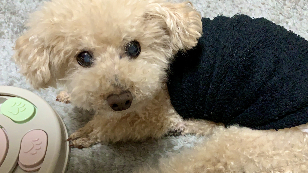 恋太郎（こいたろう）くん