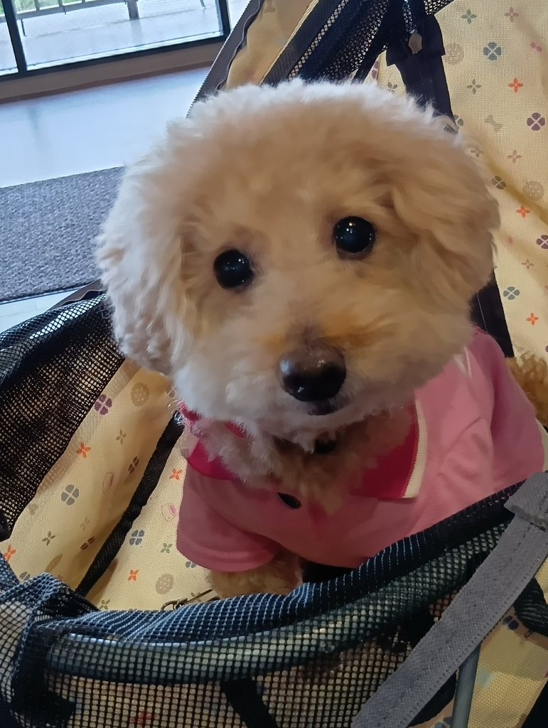 チャチャちゃん