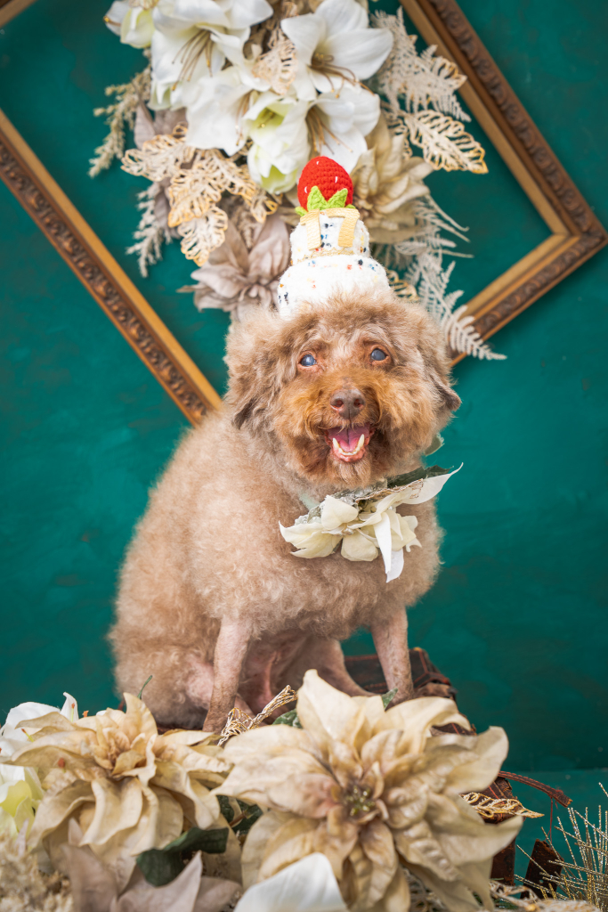 ダッフィーくん