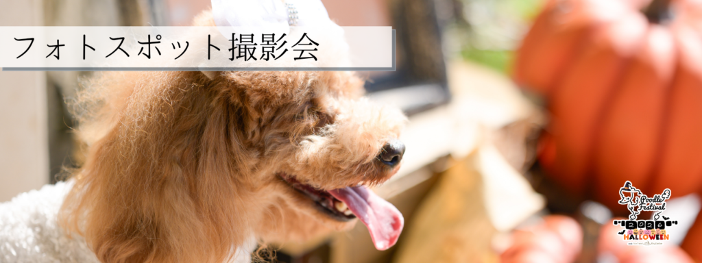 フォトスポット撮影会