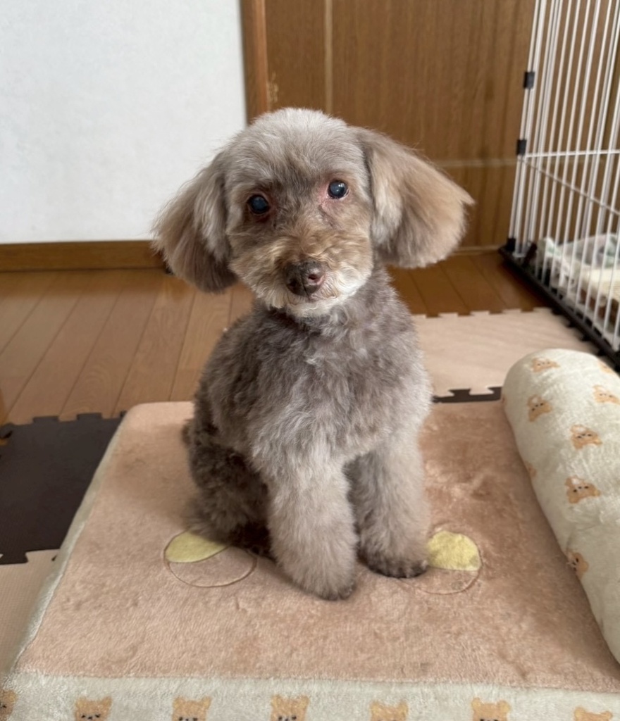 ショコラちゃん