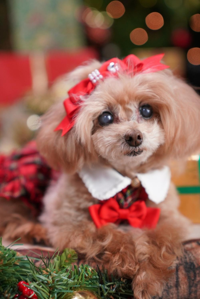 ティアラちゃん