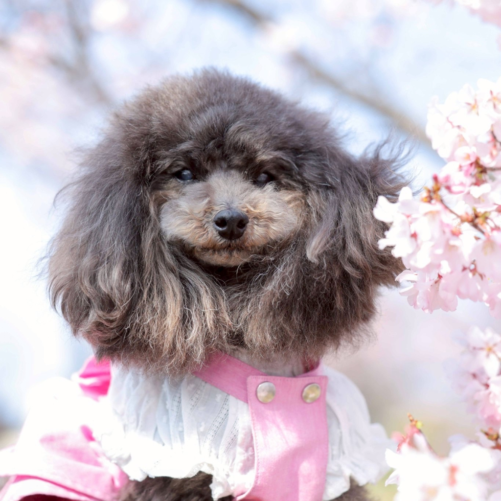 ノアちゃん