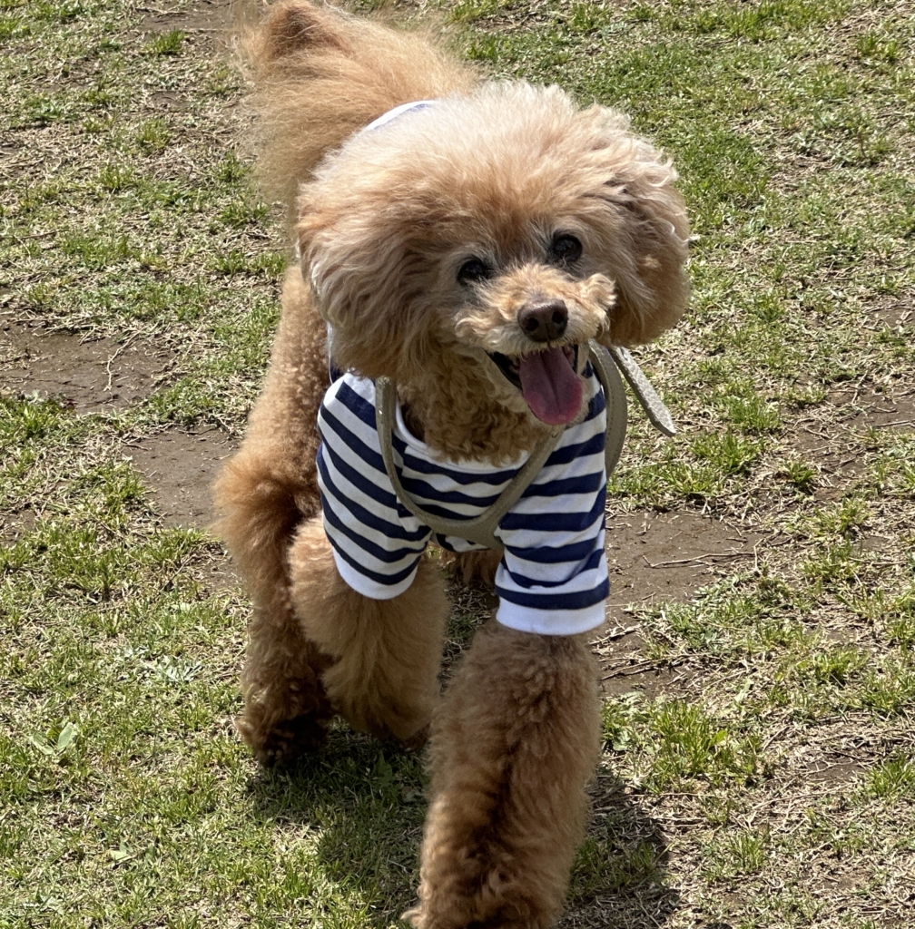 ととくん