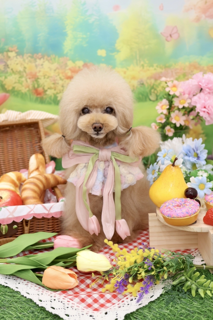 たるとくん