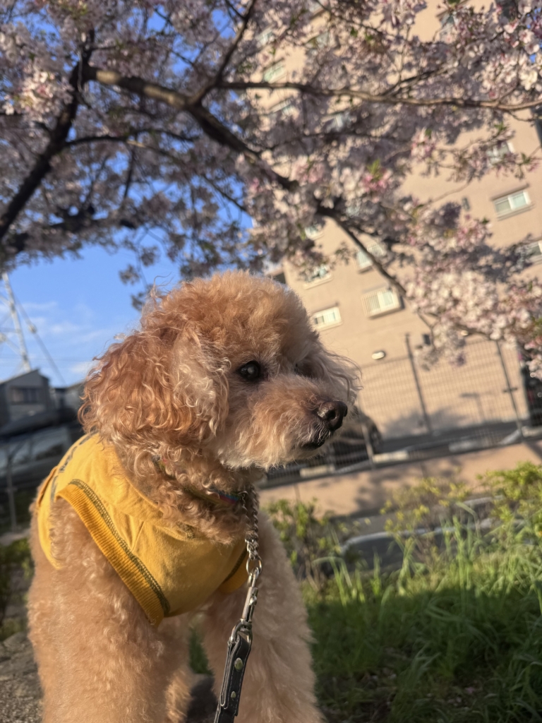 ごん太くん